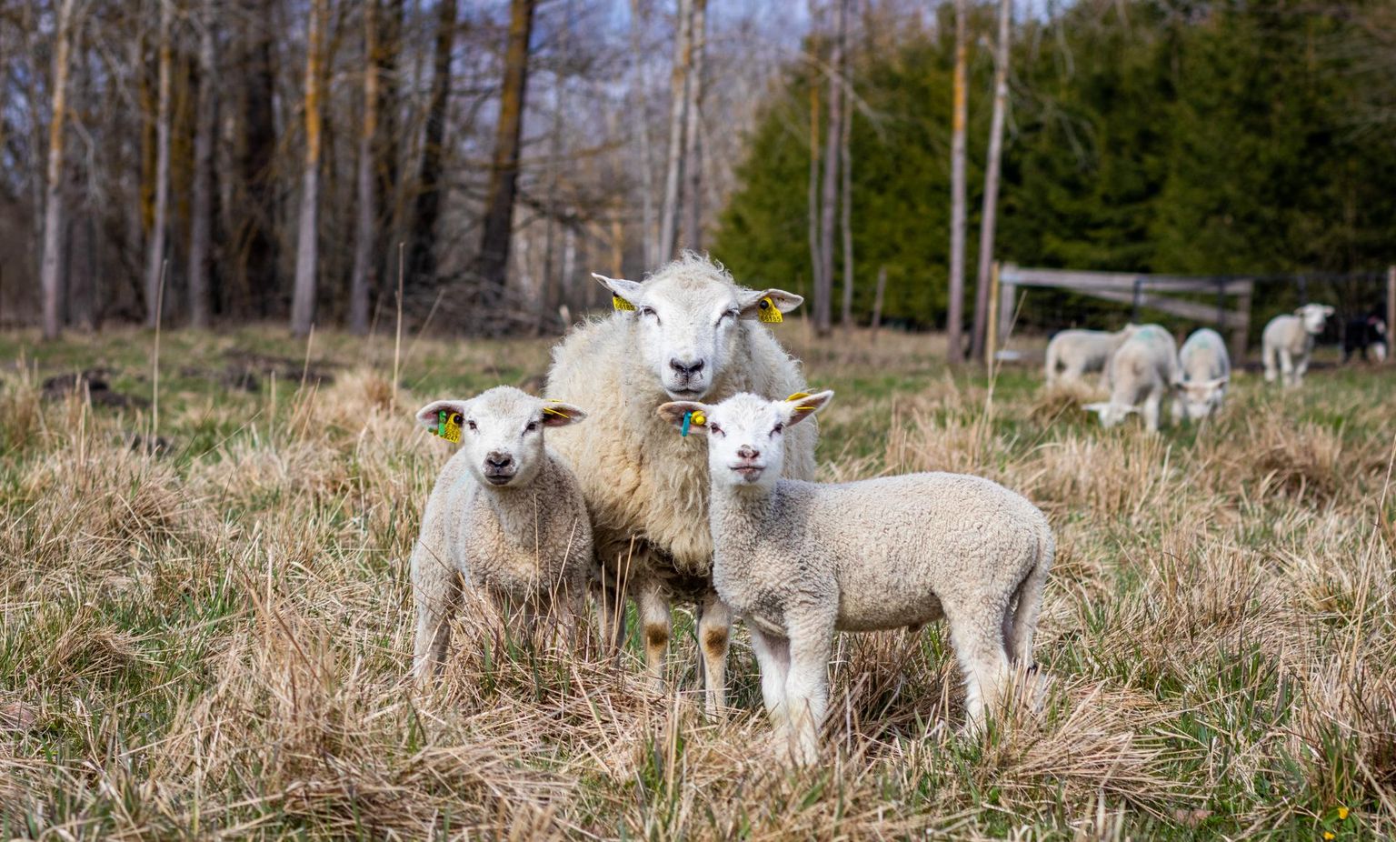 Eestis ei ole lammaste ja kitsede rõugeid tuvastatud.