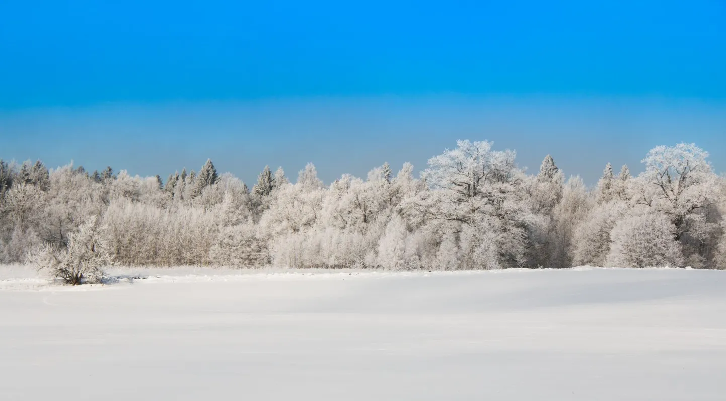 Enne suurt lund sadas ja sulatas ning niiske lumi muutus jääks, nii ongi taliviljad praegu jää sees peidus.