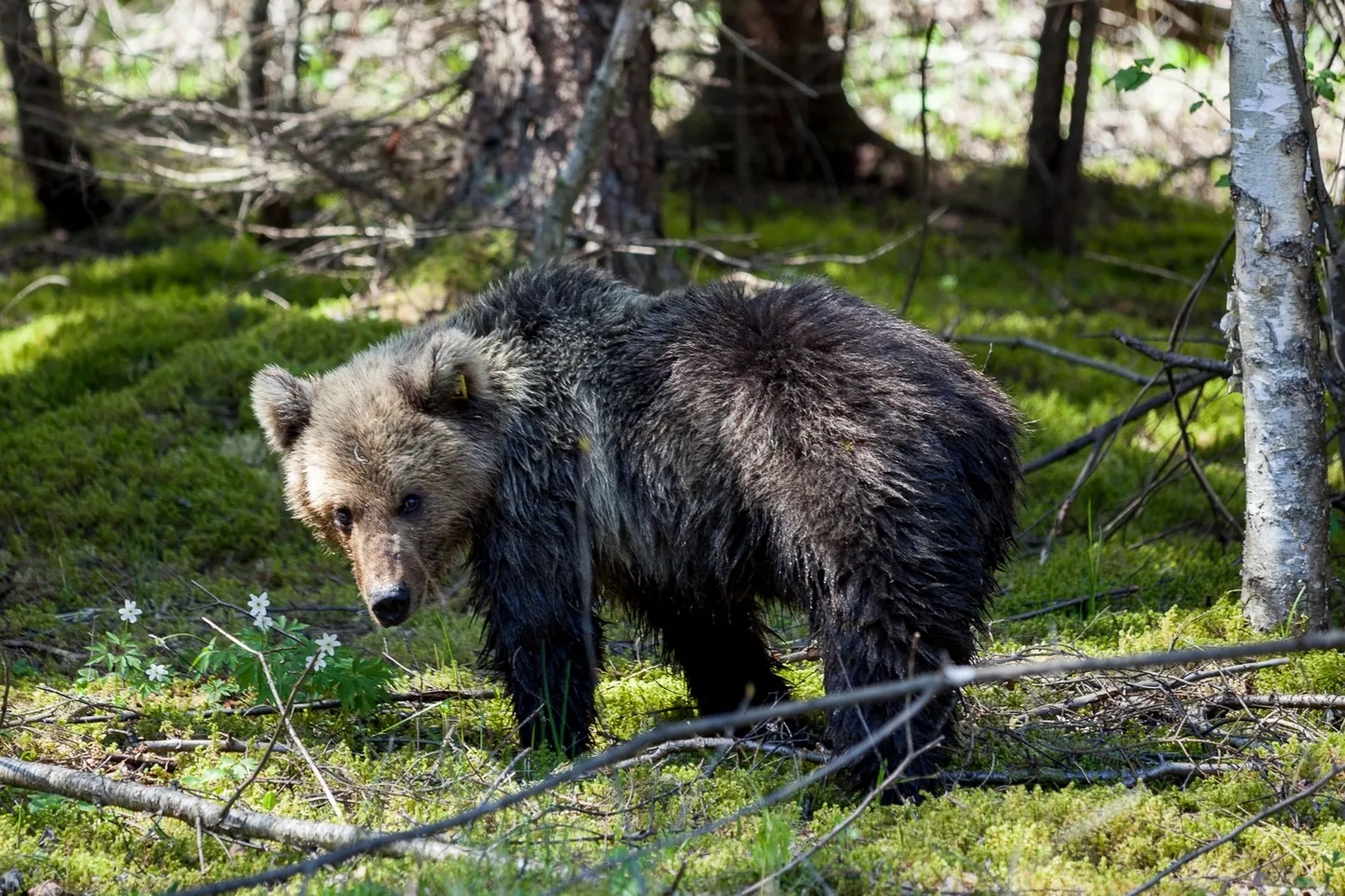 Paunküla ja Ardu kandis tegutsenud aastane isakaru oli nuhtluseks kohalikele ning seetõttu tuli keskkonnaametil ta uude elupaika viia.
