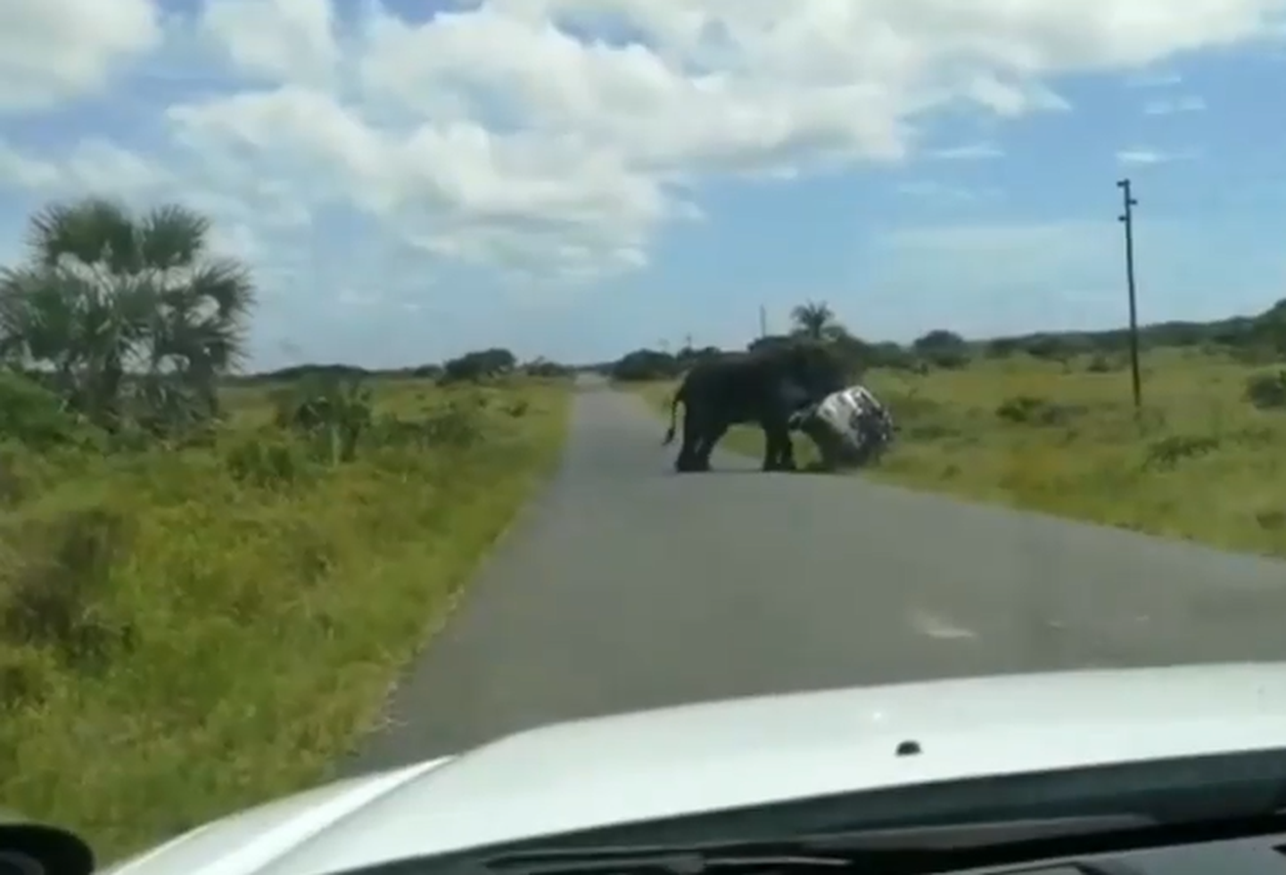 Vihane elevant lükkab auto ümber.