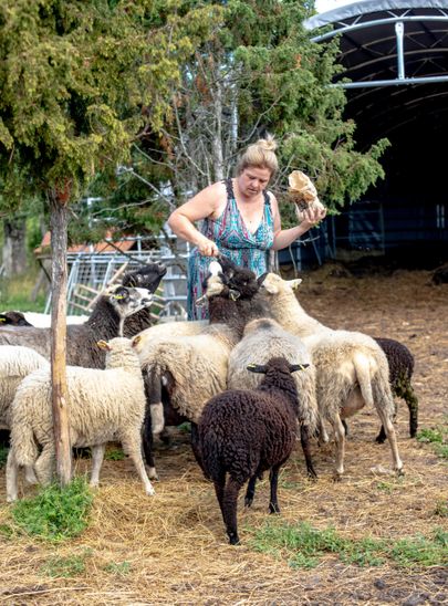 Kadri Tali kinnitas, et lambaid ei peeta sellepärast, et nende liha süüa või villast kampsuneid ja sokke kududa, vaid olulisim on maastikuhooldus.