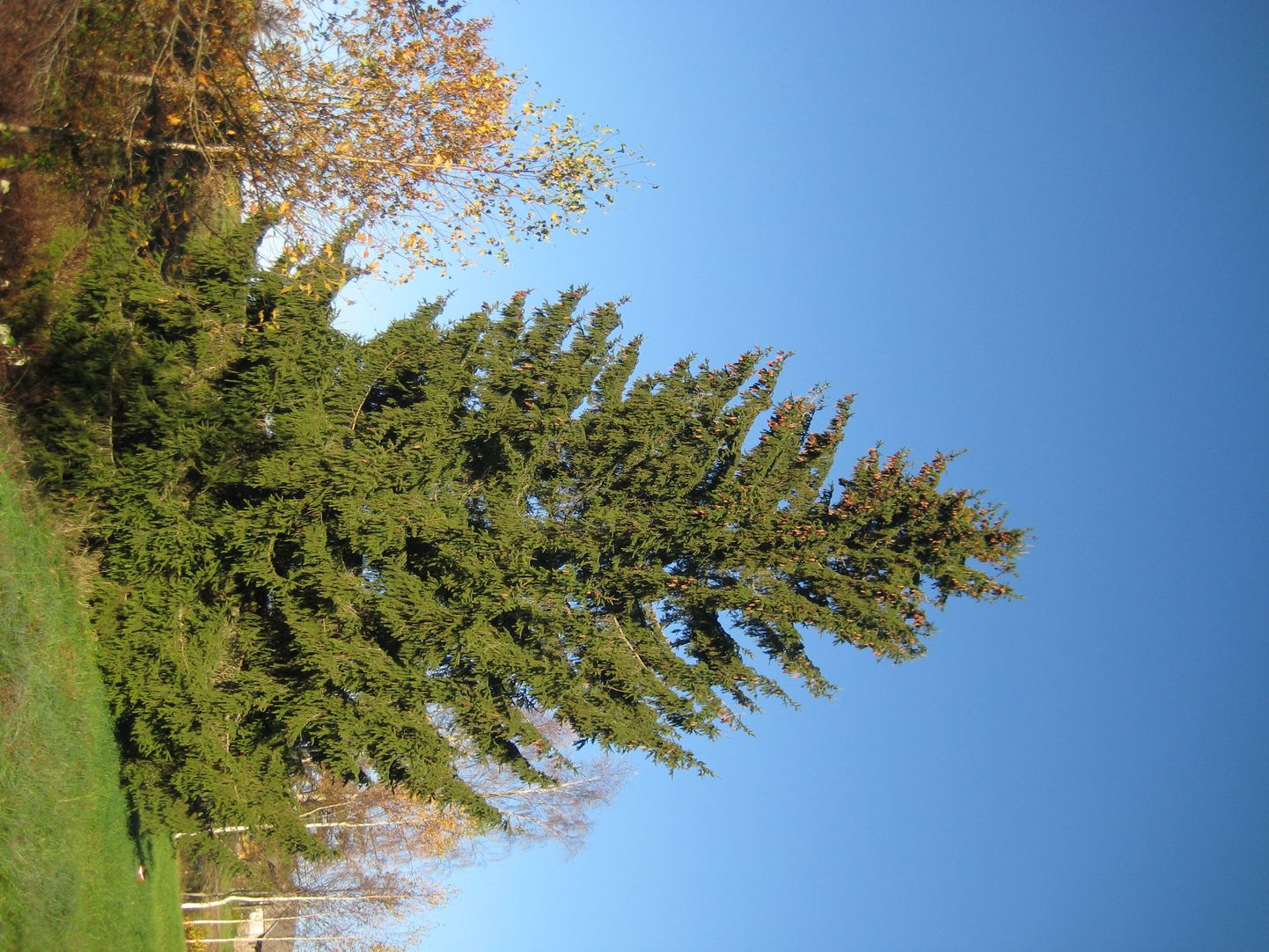 Tänavune Tartu jõulupuu leiti Põlvamaalt Kanepi vallast Erastvere külast.