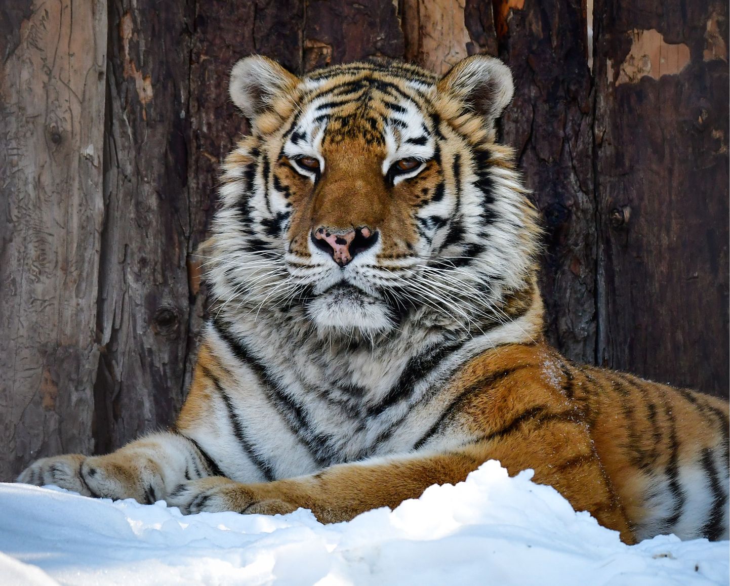 Siberi tiiger Venemaal Habarovski Priamurski loomaaias. Hiina valitsusel on hetkel kavas hiiglasliku Siberi tiigrite ja Amuuri leopartide kaitseala loomine.