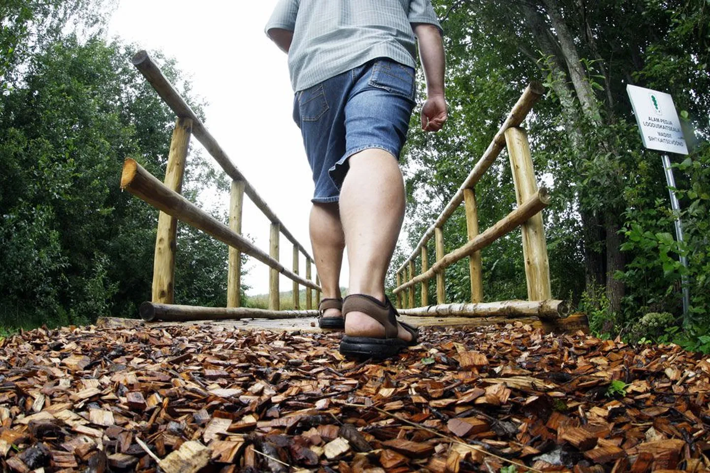 Puhkus võiks olla vaheldusrikas, metsaskäik aitab linnaelu stressi maandada.