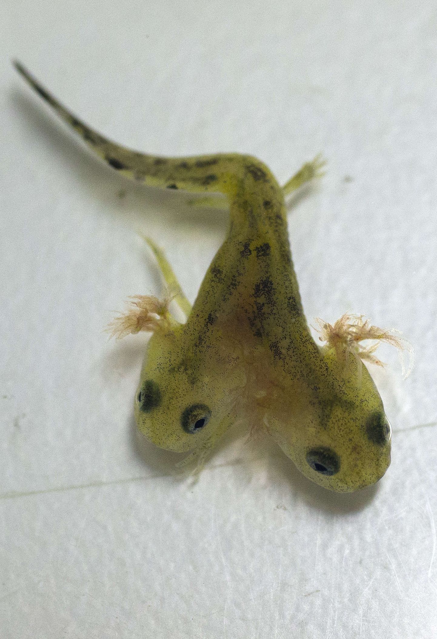 Kahe peaga salamandrikulles, värvikas näide mutatsioonist
