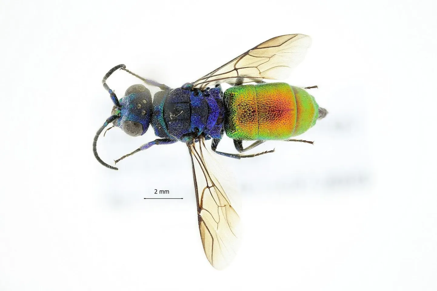 Uus putukaliik: Chrysis parabrevitarsis Soon jt.