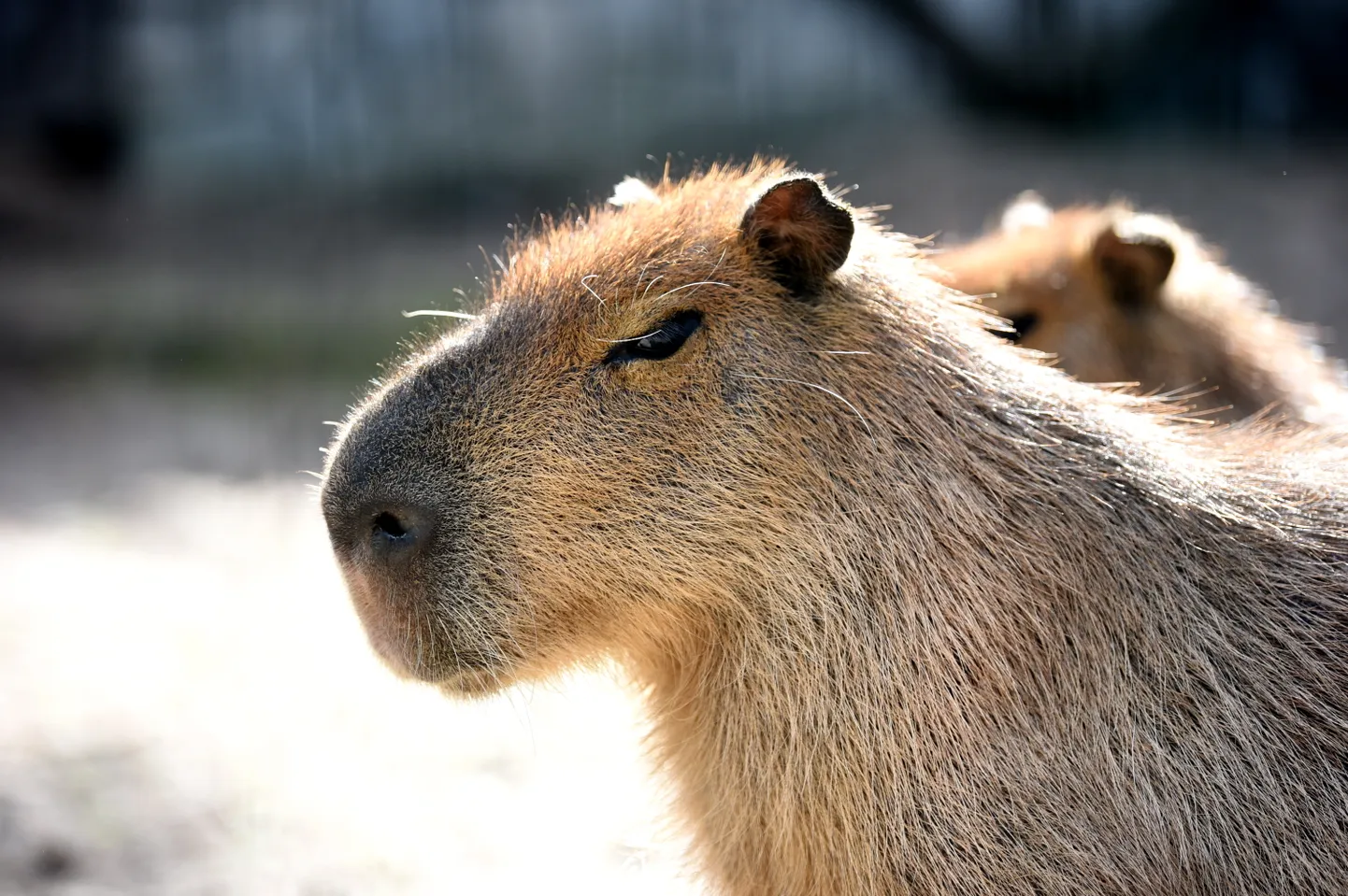 Kapibaara Riia loomaaias. Just Riia loomaaed ongi seni olnud Eestile üks lähemaid paiku, kus kapibaarafännid saavad seda vahvat veesiga oma silmaga näha.