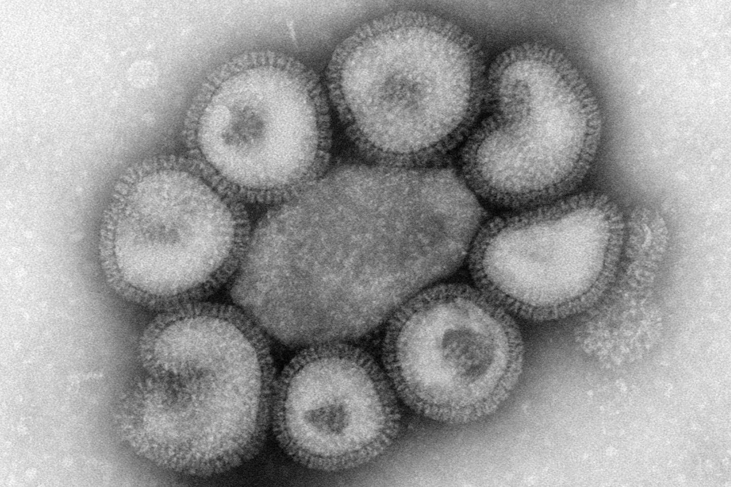 Вирус гриппа под микроскопом. Иллюстративное фото.