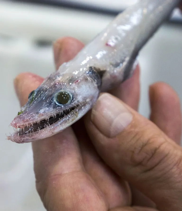 Bathysaurus ferox noorena. Foto: Caters News Agency/Scanpix