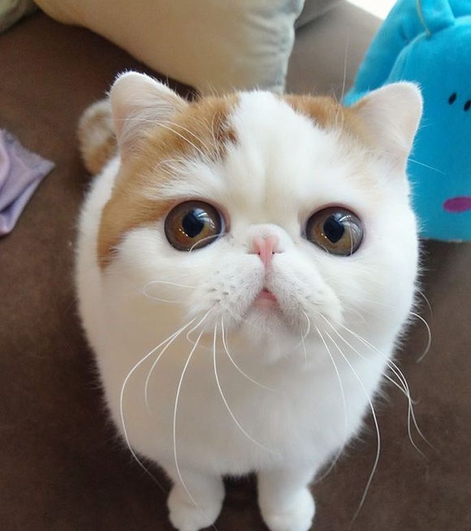 Фото: глазастый кот Снупи покорил Интернет