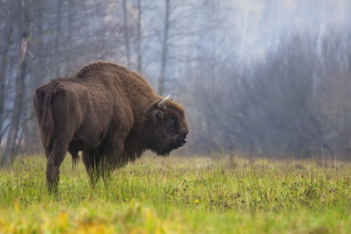 Euroopa piison ehk pürg Białowieża ürgmetsas Poolas.