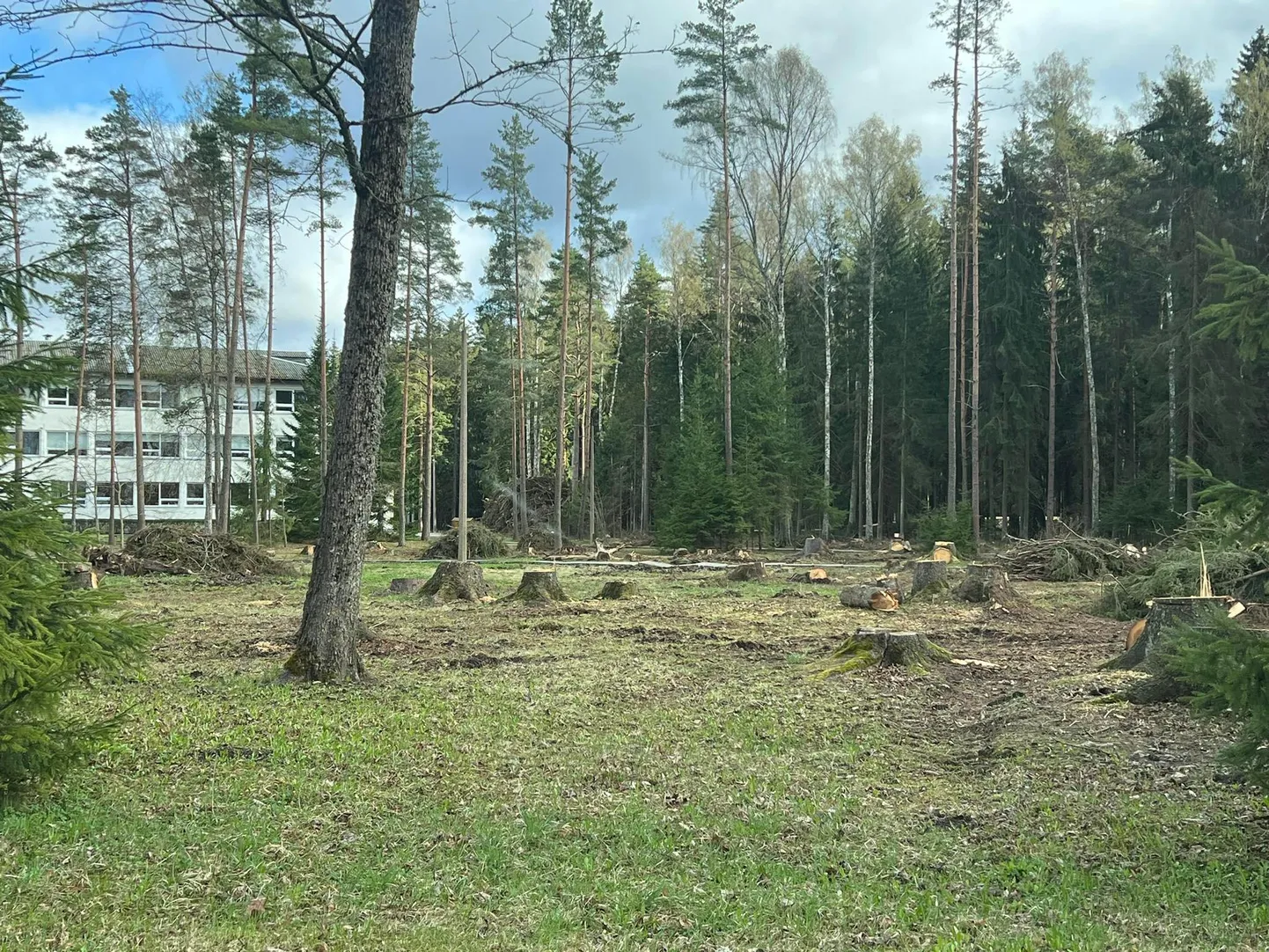 Türi ühisgümnaasiumi ja Tolli metsa vahelt kadus ligi poolsada puud.