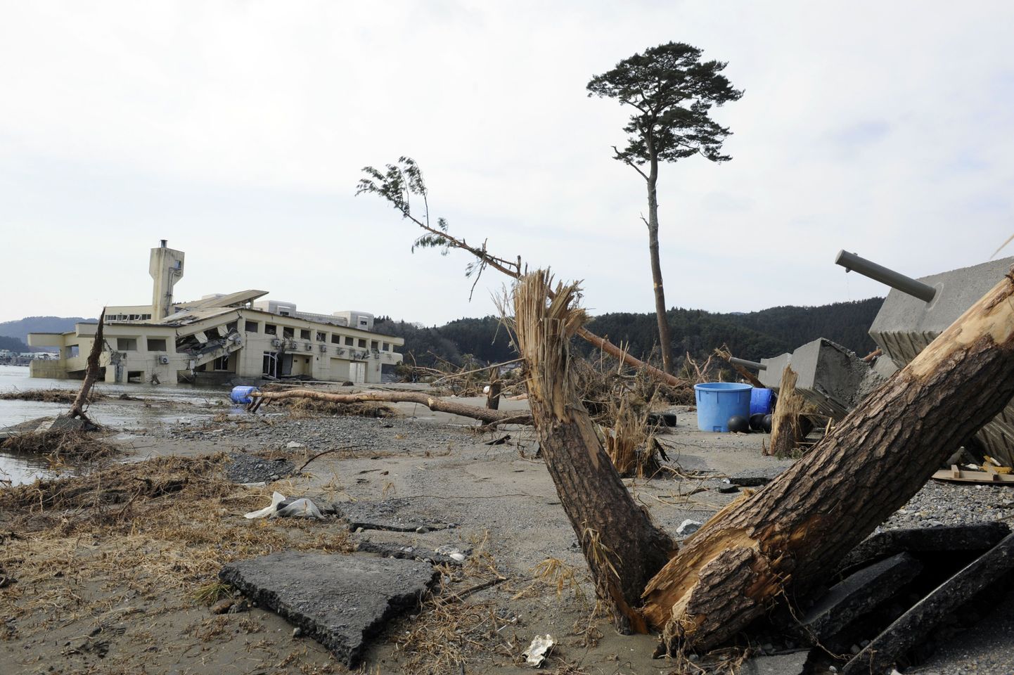 Kümnemeetrine mänd Rikuzentakata lähedal, mis tsunamis ainsana männimetsast püsti jäi