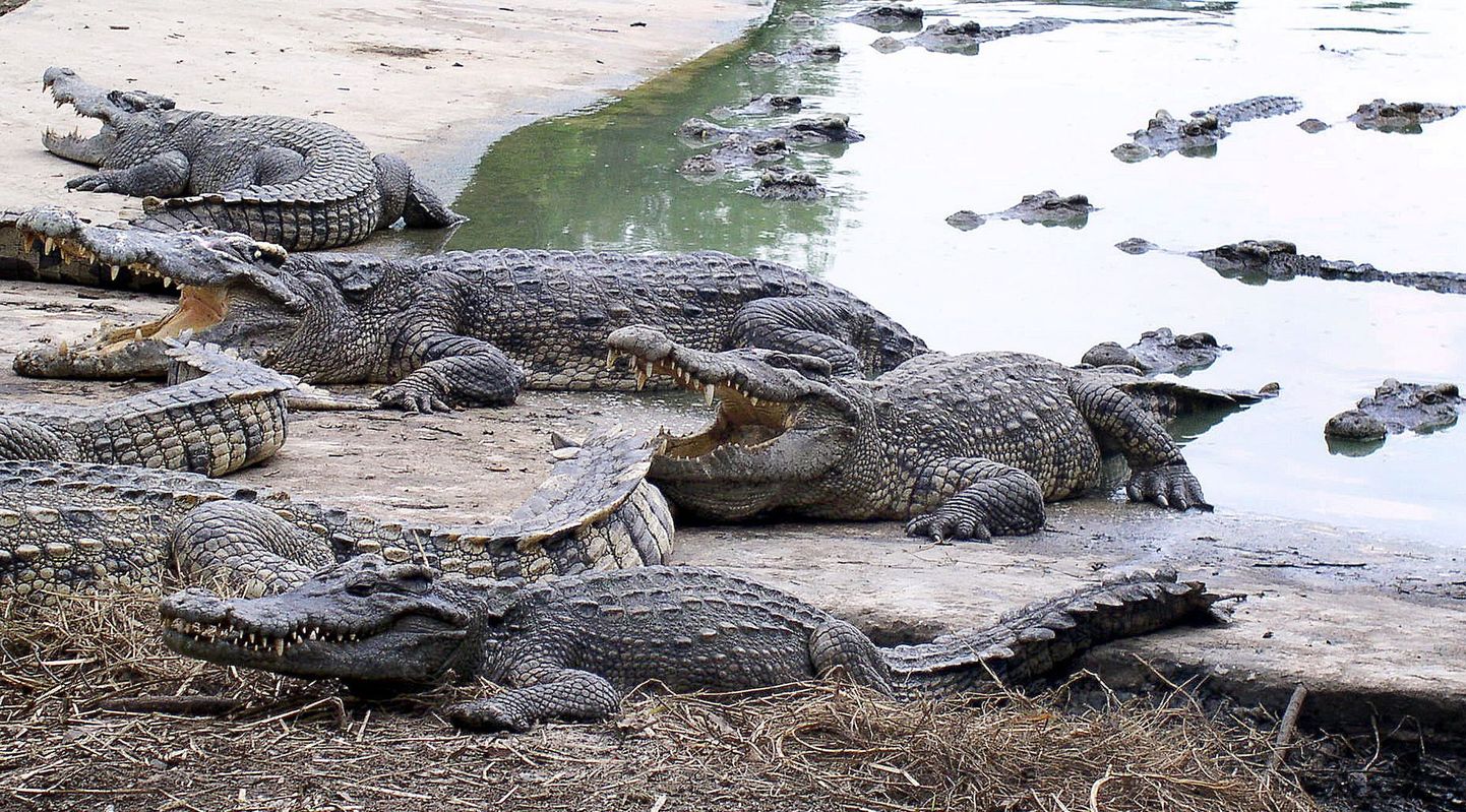 Darwinisse rajatakse krokodillivaba tsoon