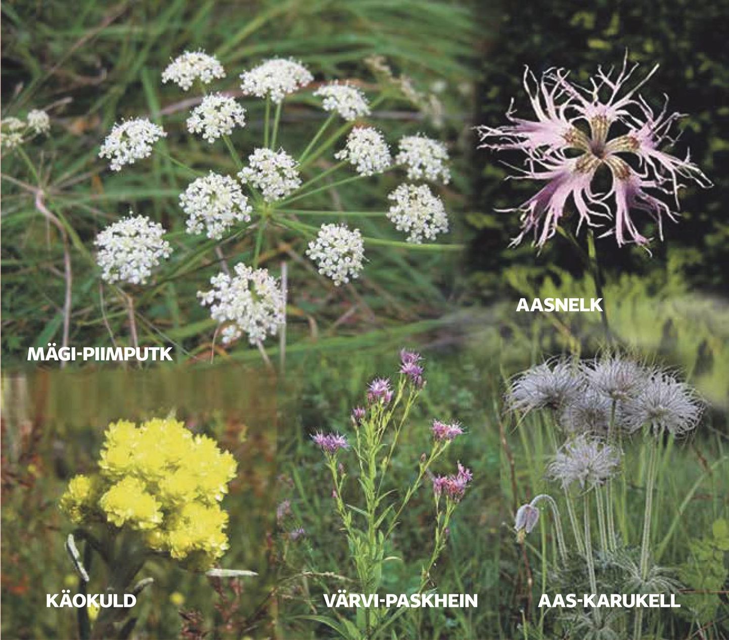 Viie looduskaitsealuse liigi taimede kadumine ja tekkimine Ihastes Hipodroomi 4 kinnistul tundub
taimeteadlasele tavatu.