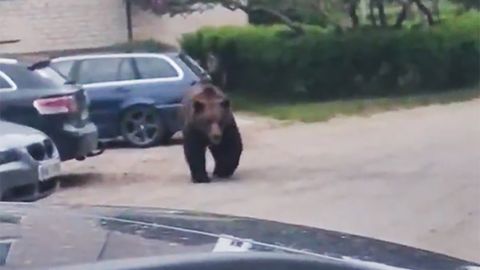 ВИДЕО ⟩ В Екабпилсе замечен медведь; жителей призывают соблюдать осторожность