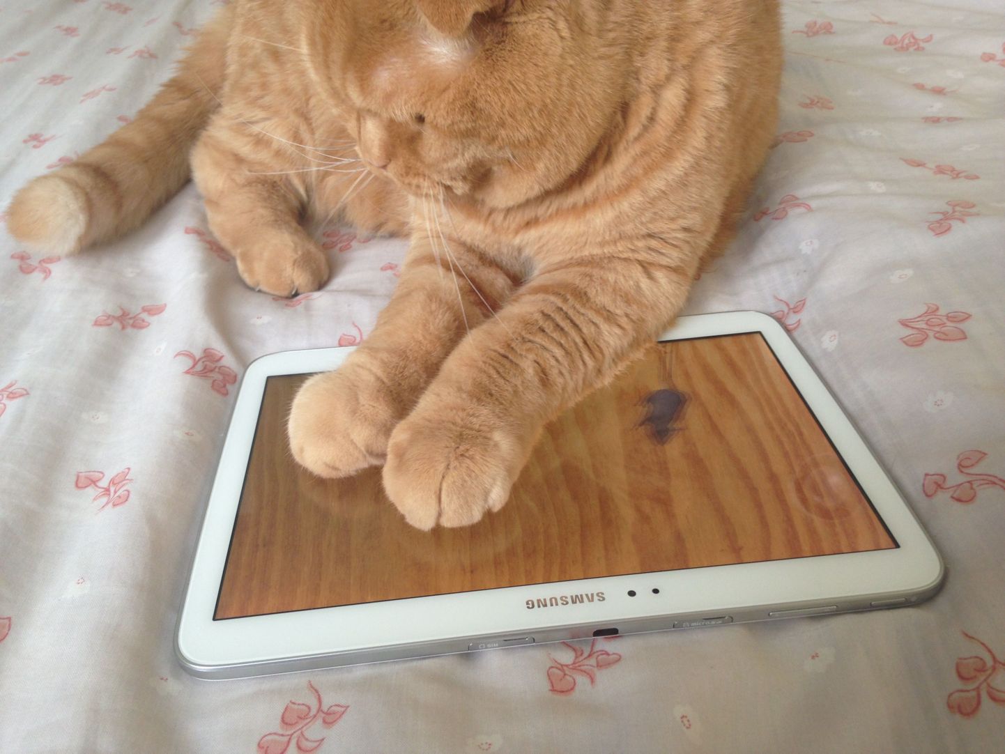 Kass tahvelarvutis mängimas.