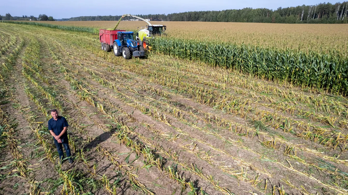 Tartu Agro juht Andres Härm Tartu läänekülje lähedal asuval maisipõllul, kus käis selle nädala teisipäeval ilusa ilmaga saagikoristus.