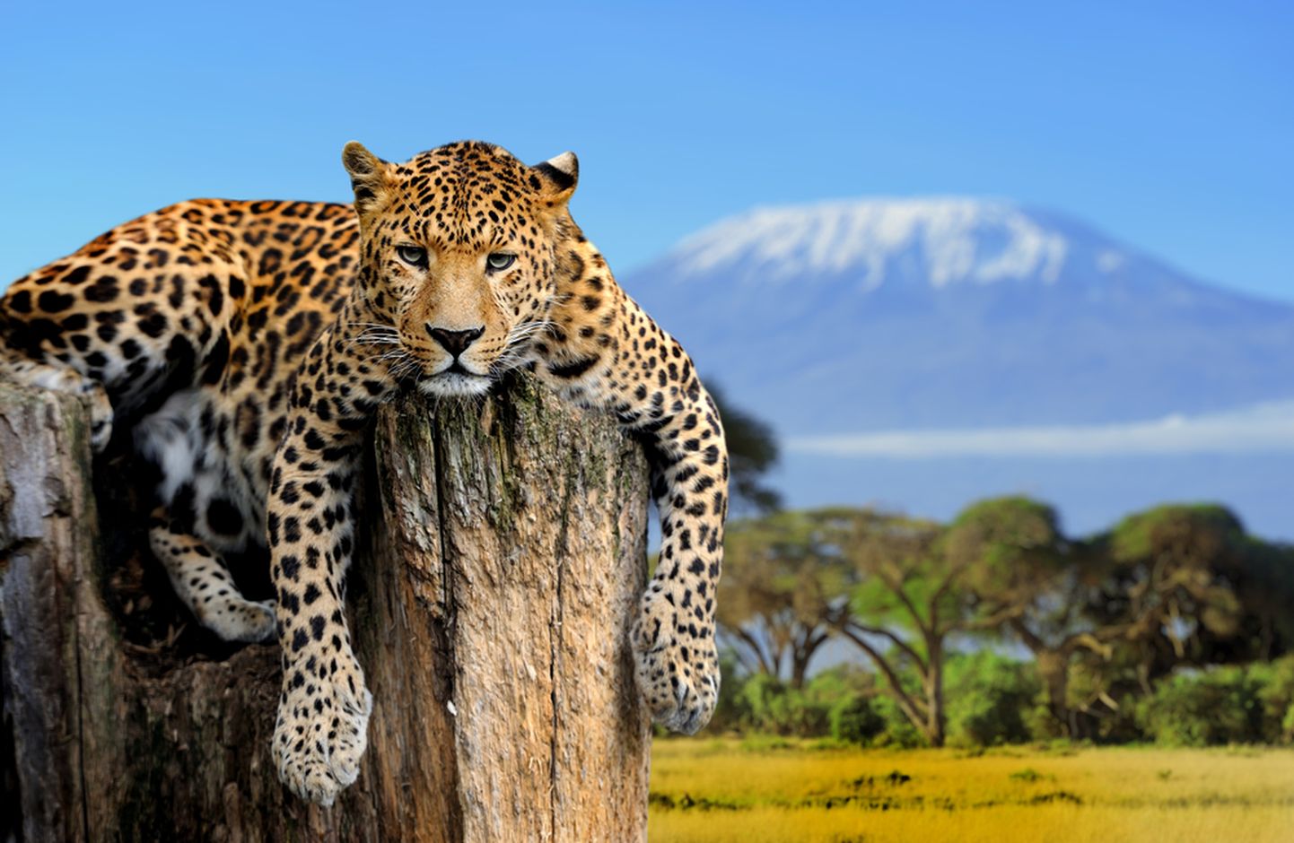 Illustratiivne foto leopardist