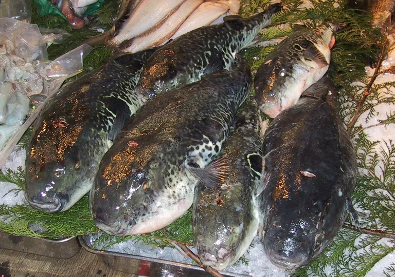 Kurikuulsat kalarooga fugut valmistatakse kerakalast, mille mõned kehaosad on surmavalt mürgised ka kõige puhtamas vees kasvanud isendeil.