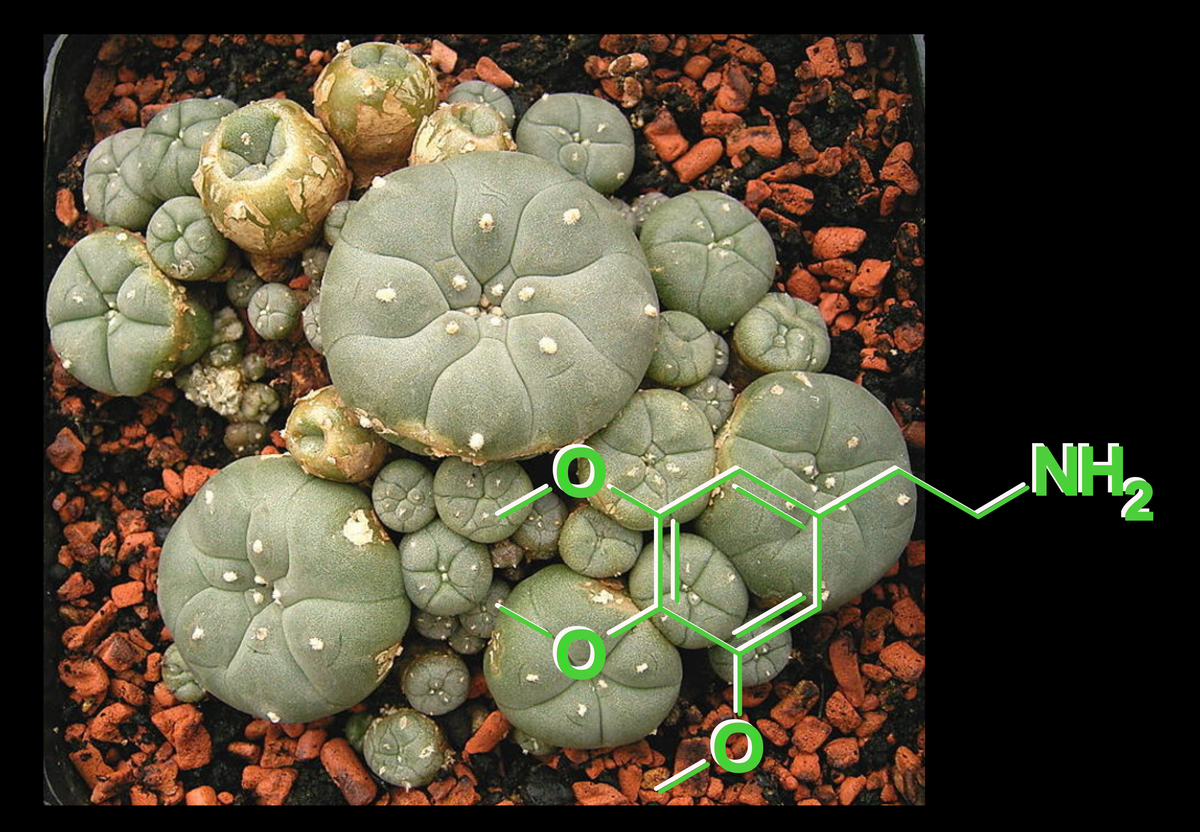 Peyote kaktus ja meskaliini molekul.