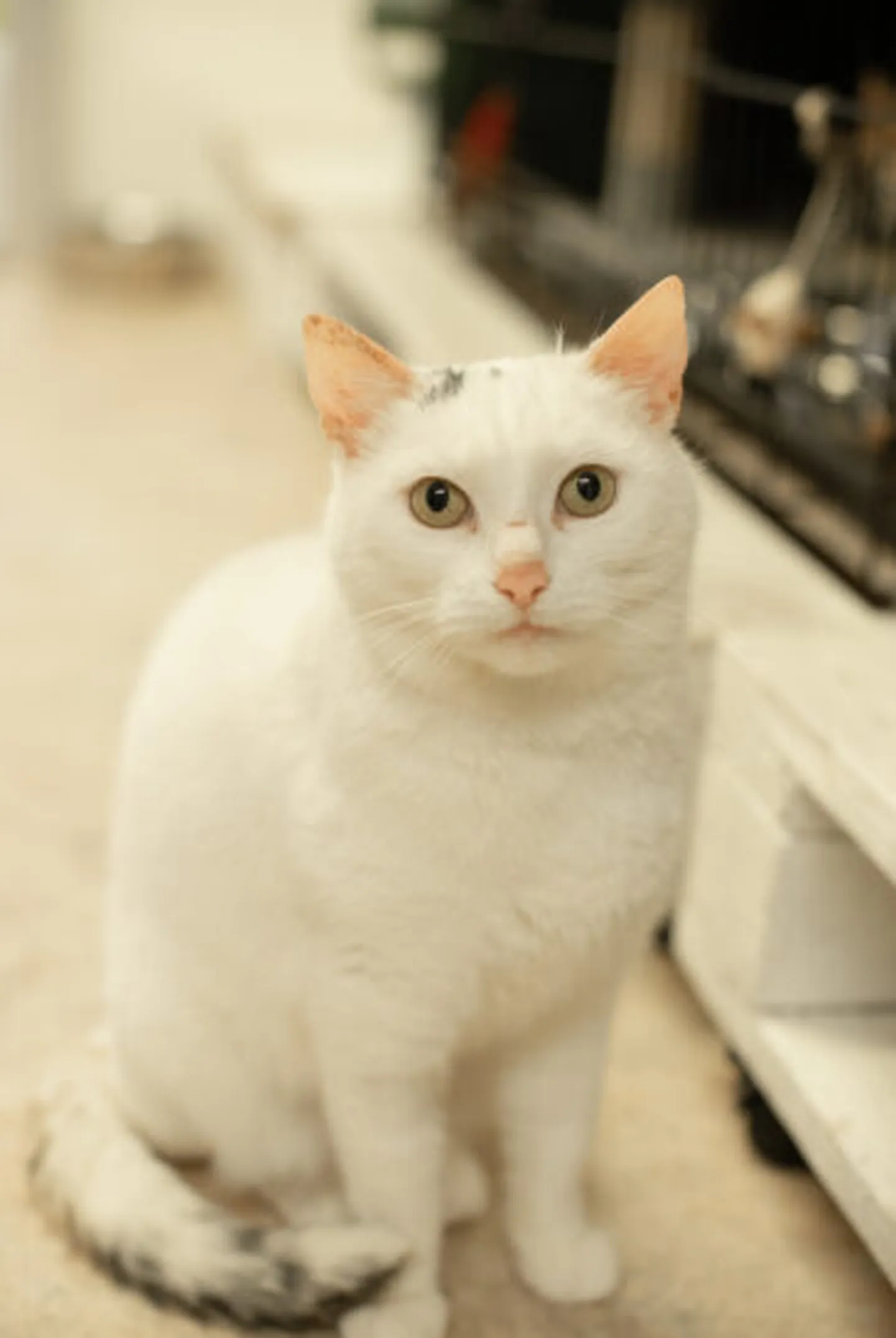 Elsa.