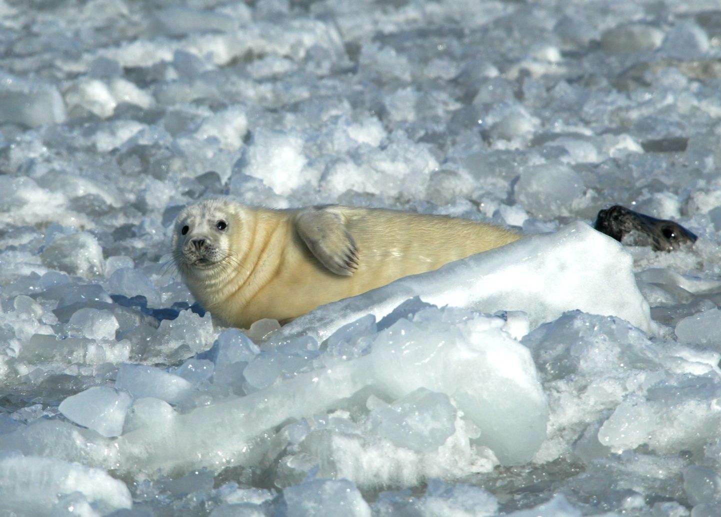 Тюлень в Таллиннском заливе.