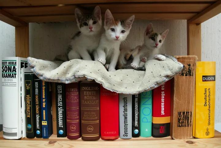 Котята.