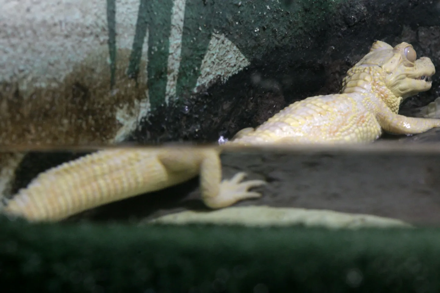 Albiino alligaator