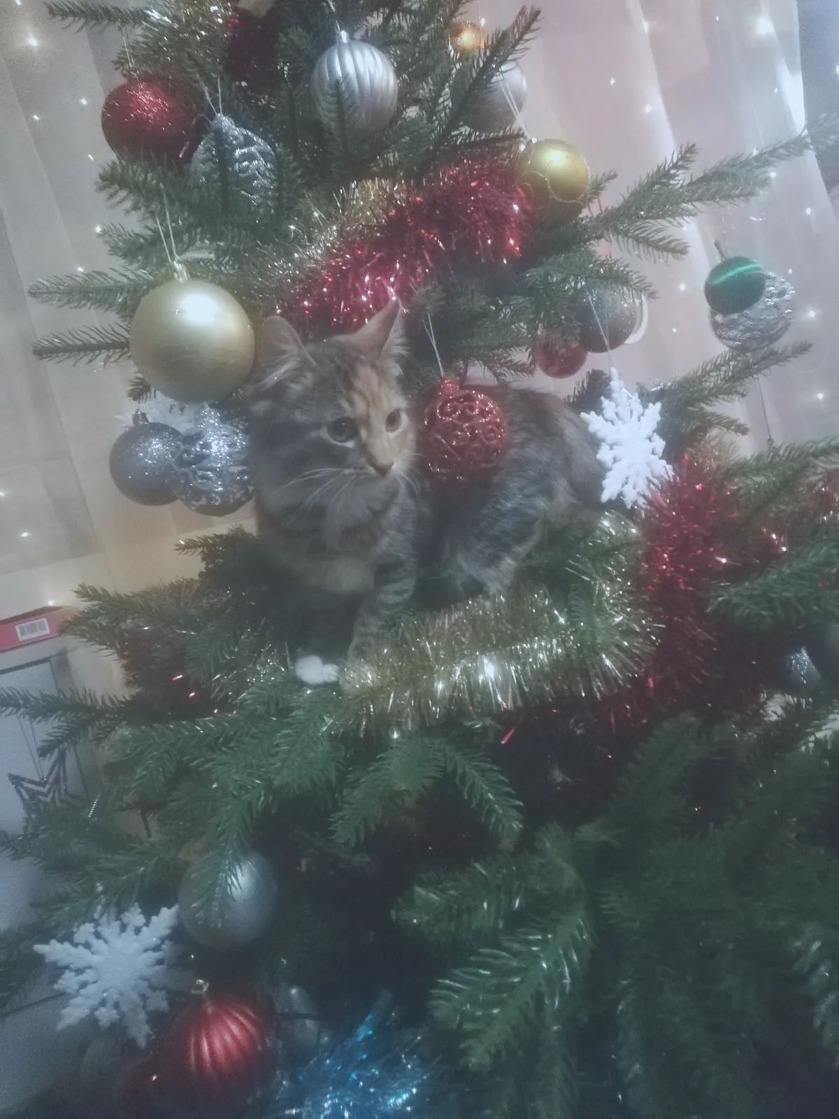 Kuuse sees elab Kirju Grinch.