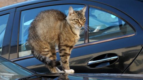 Sestdien vietām iespējams slapjš sniegs