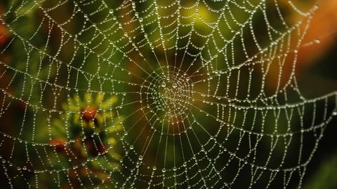 Iga ämblikuvõrk on uskumatult unikaalne meistriteos