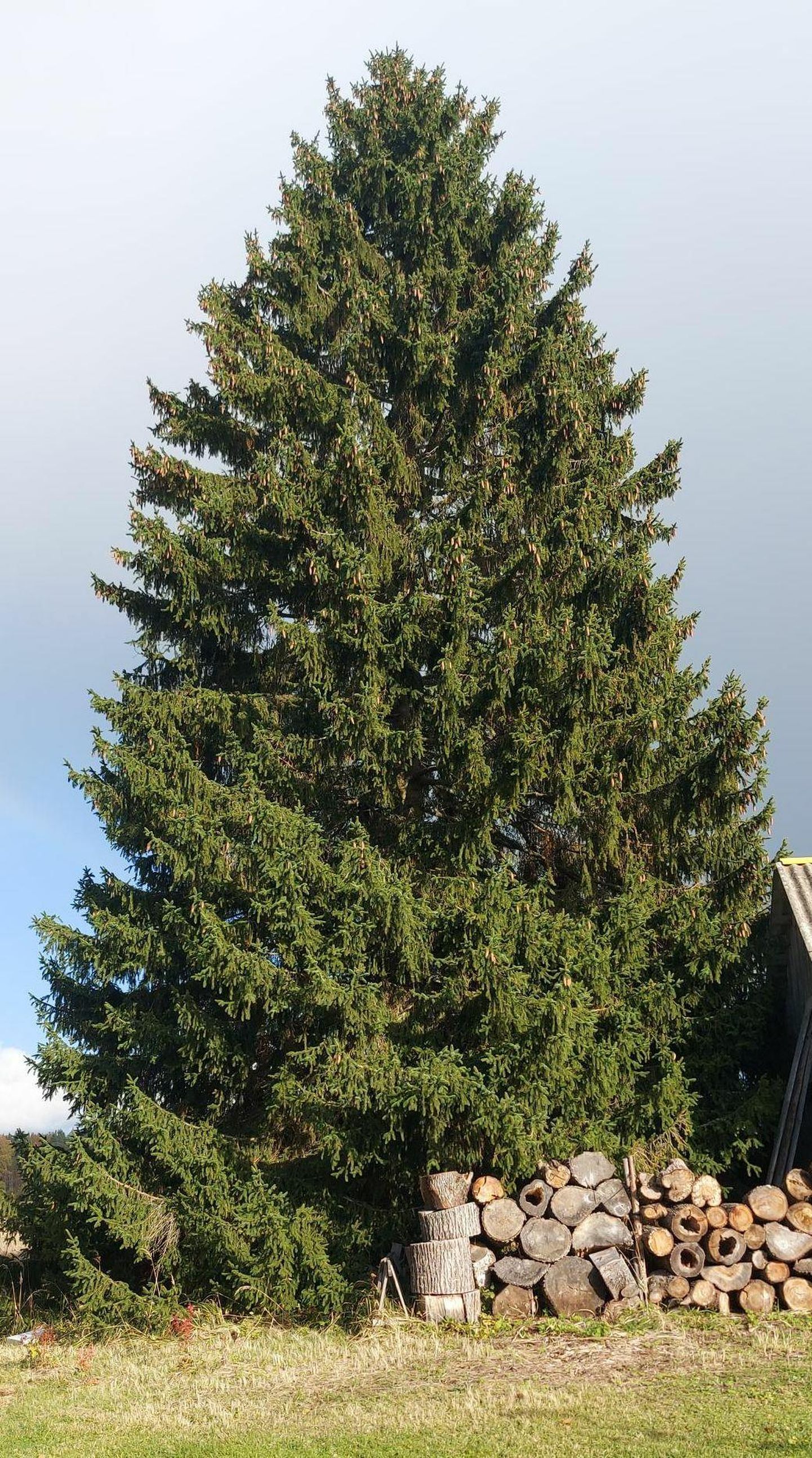Praegu veel Ida-Virumaal Alutaguse vallas Sälliku külas kasvava Tartu jõulupuu võra läbimõõt on kõige laiemas kohas ligi kümme meetrit.