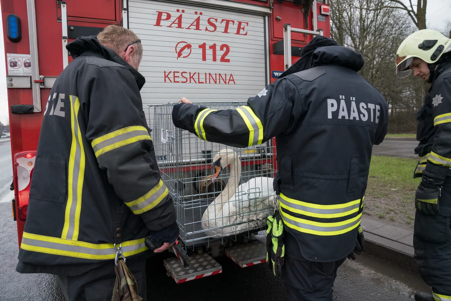 Päästjatel on lindude ja loomade päästmist ette tulnud varemgi. 2018. aastal toimetasid päästjad lennujaama juurest leitud vigastatud luige loomaaia veterinaaride hoole alla.