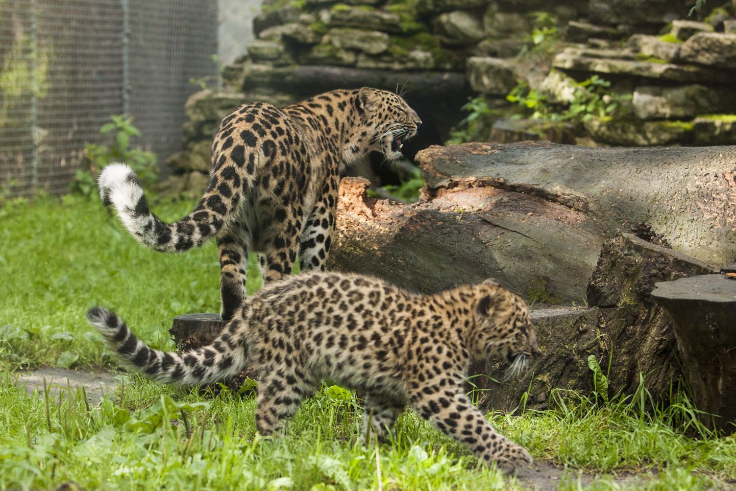 Tallinna loomaaia leopard Darla tütrega.