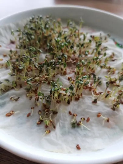 Kress-salat kasvab hästi niiske paberi peal.