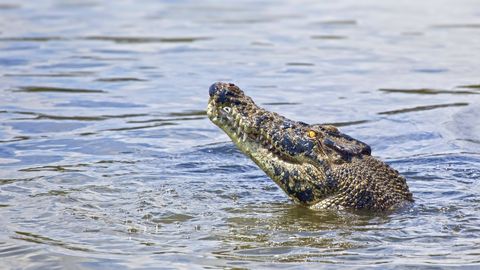 Kadunuks jäänud Austraalia kalur leiti krokodilli kõhust