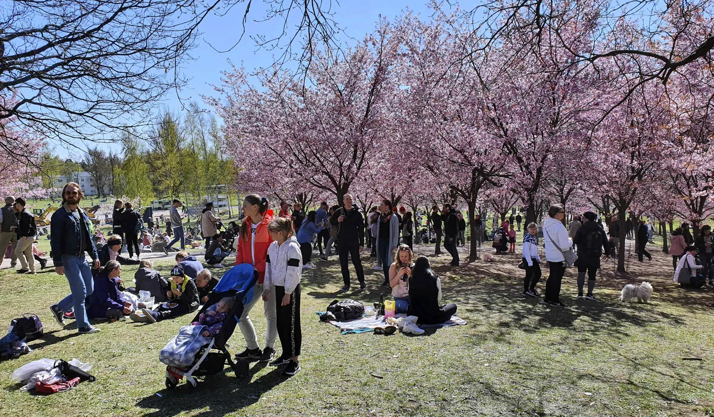 Praegune olukrod Helsingi parkides ja haljasaladel meenutavat eelmise aasta suve. Pildil eelmise asta maikuu Helsingis.