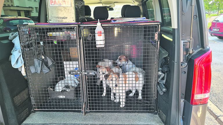 Из десяти собак уцелели семь, пять из которых - уже дома.