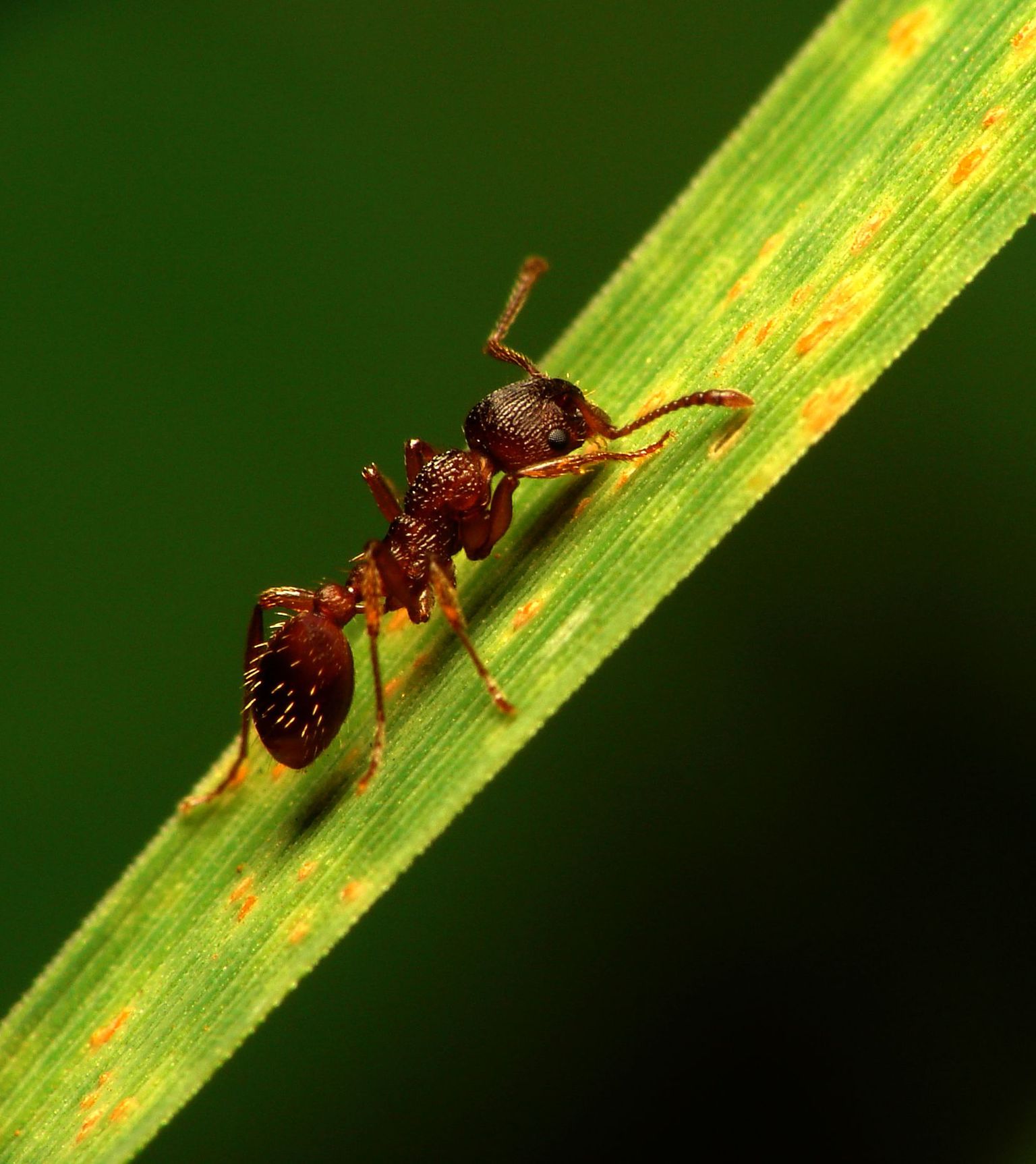 Sipelgas.Pilt on illustreeriv