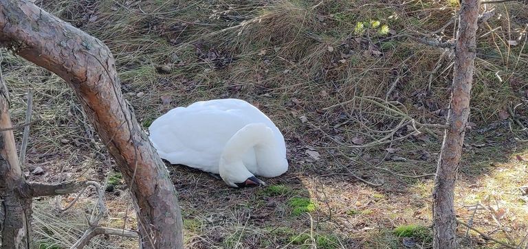 Умирающий лебедь на побережье Пяхкнеэме.