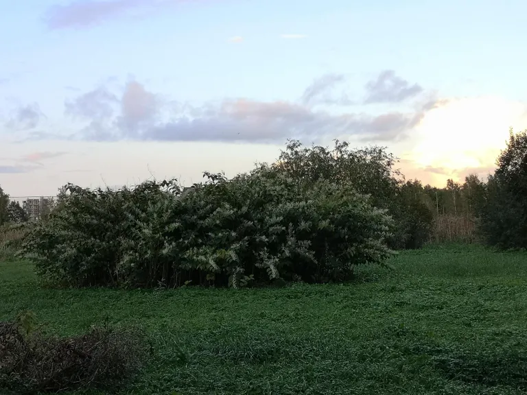 Konnatatar laiutab ka Emajõe ja Anne kanali vahel.