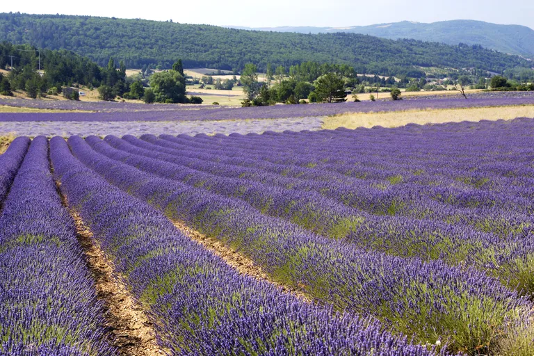 Artikli foto
