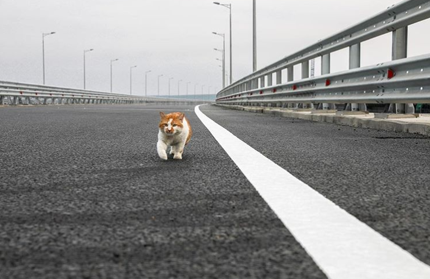 Sillaehitajate maskott kass Mostik Kertši silda ületamas.
