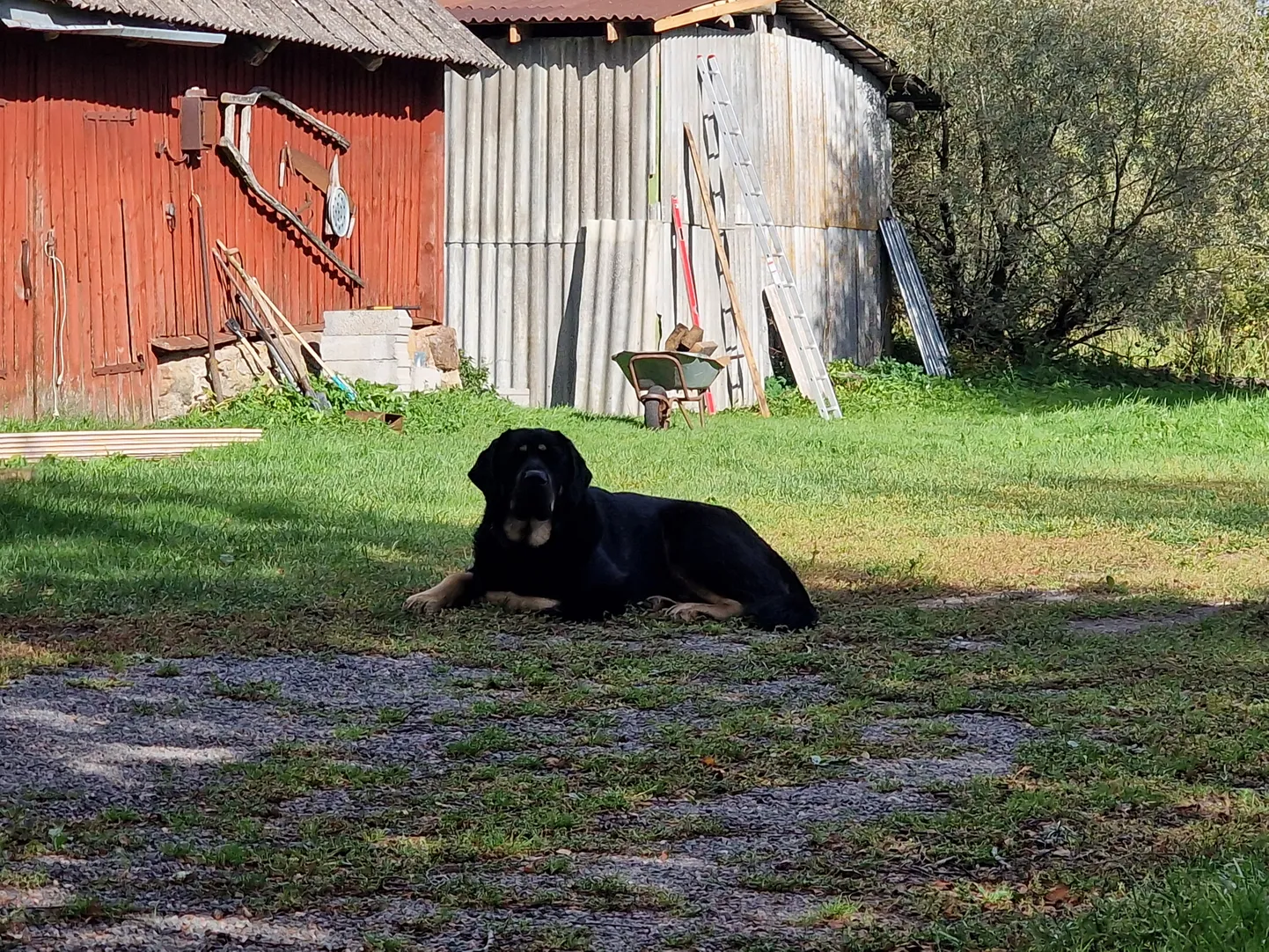 11.09.2024. Surnud imiku koduhoovi toonud koer.  
Peremehe sõnul on ta paigaldanud koerale elektrikarjuse ning tema truu sõber on igati sõbralik ega ründa.