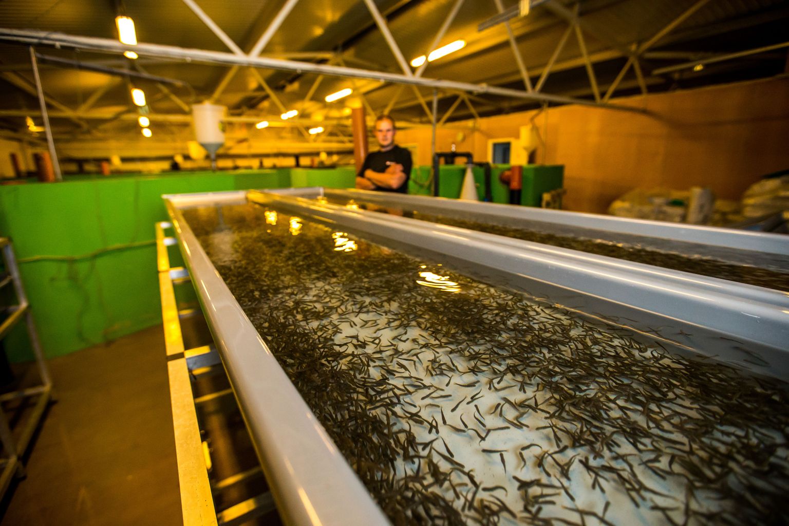 Saaremaa kalakasvatus Ösel Harvest on praeguseks ainu kalakasvataja, mis on jäänud kalakasvatajate ühistusse Ecofarm.