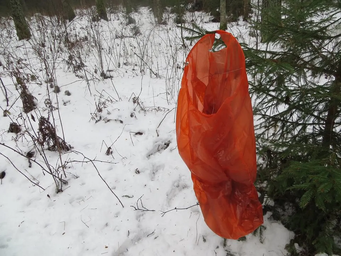 Hiina laternate jäänused metsas.