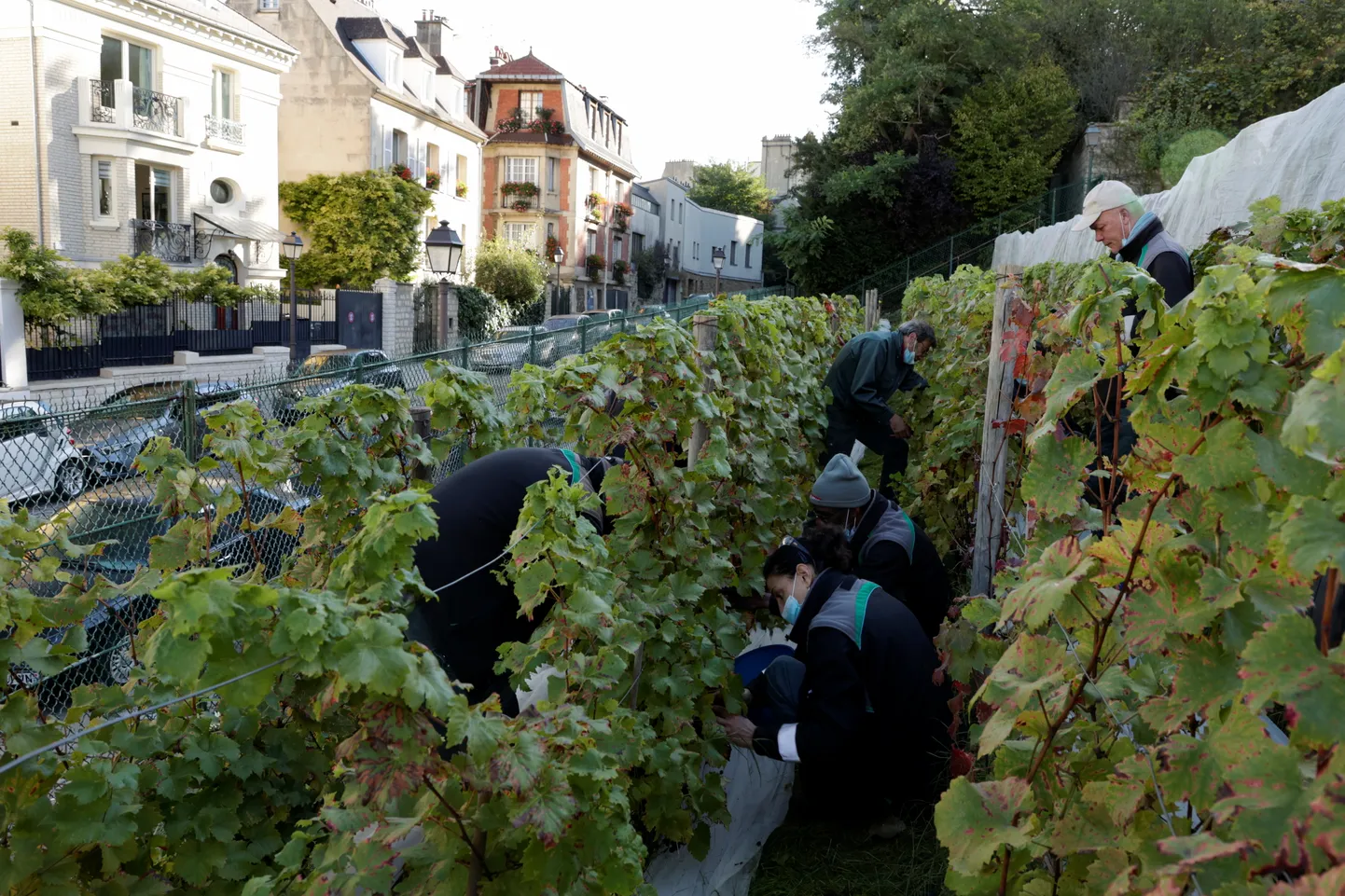Clos Montmartre'i viinapuuistanduses koristatakse saaki oktoobri algul.