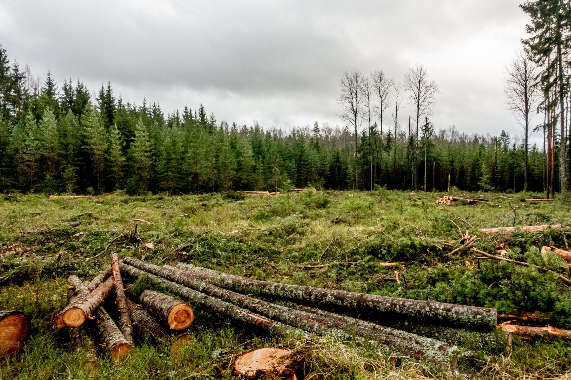 Pärnumaal tõstsid metsa kaitsjad hiljuti Kurgja metsade raie vastu häält.