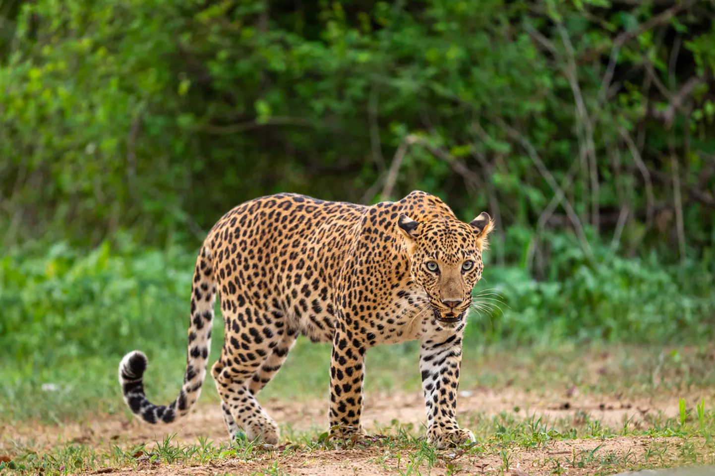 Leopard